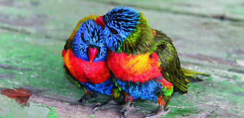 Two soggy rainbow lorikeets take shelter on a picnic table at the Fairbairn Dam. Two soggy rainbow lorikeets take shelter on a picnic table at the Fairbairn Dam.